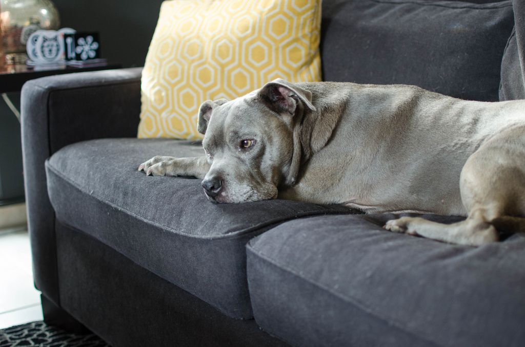 Pet oils and dander can wreak havoc on your uphols