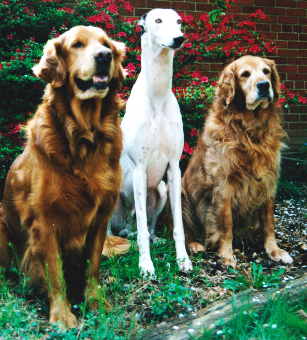 The three musketeers: Tarquin (HIT winning golden 