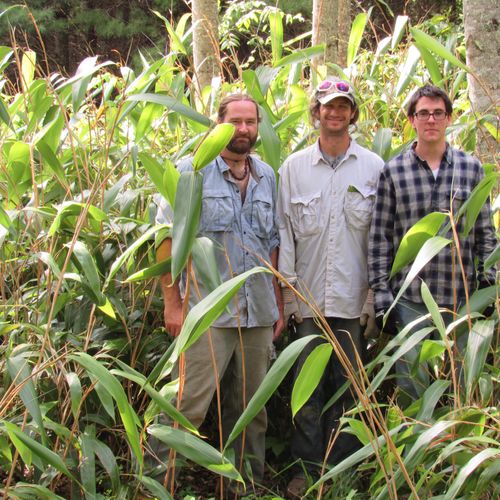 I'm on the left in a grove of Indocalamus Tessella