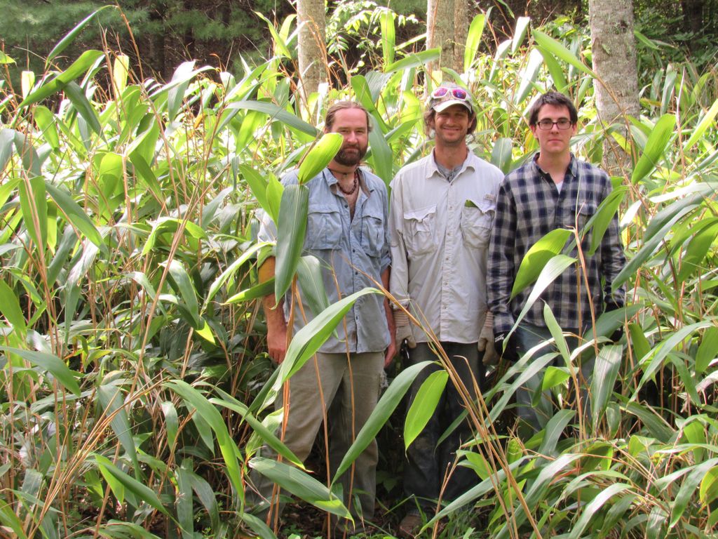 I'm on the left in a grove of Indocalamus Tessella