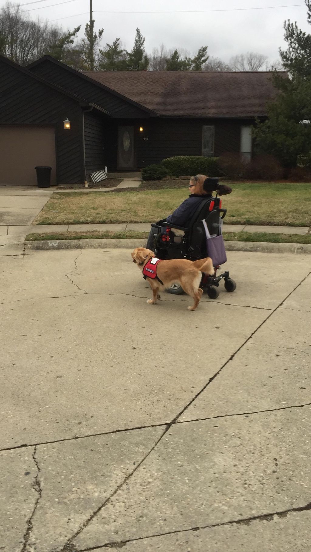 Bella is perfecting her off-leash training as she 