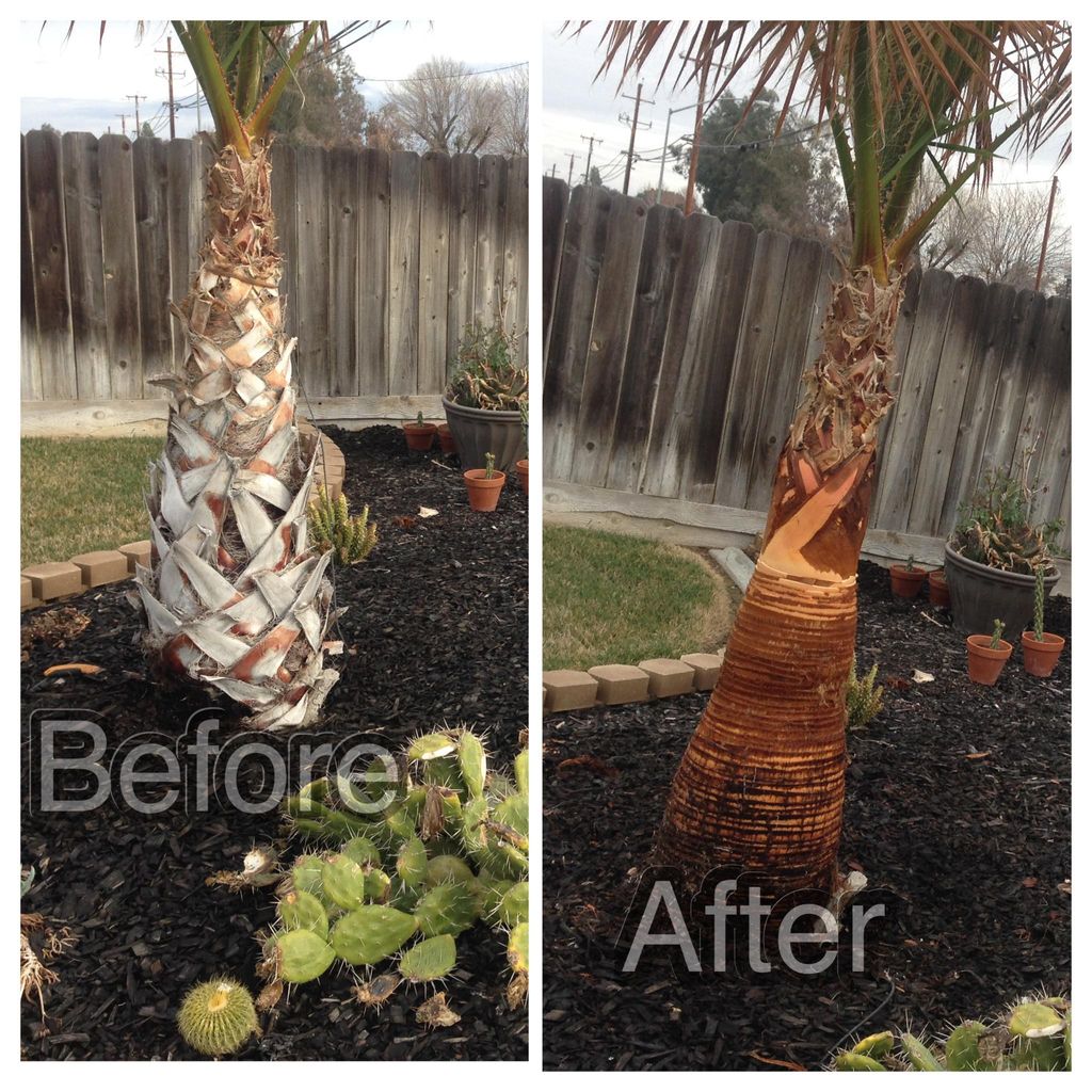 Solorios tree&landscaping