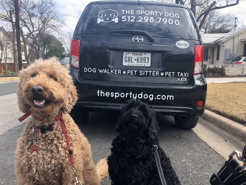 Book The Sporty Dog!