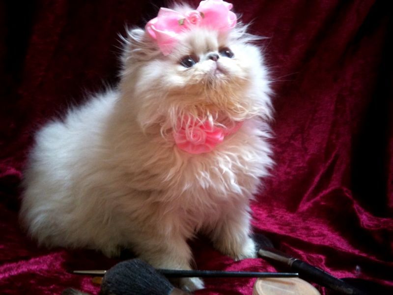 Aine when she was a kitten.
Blue lynx point Himala