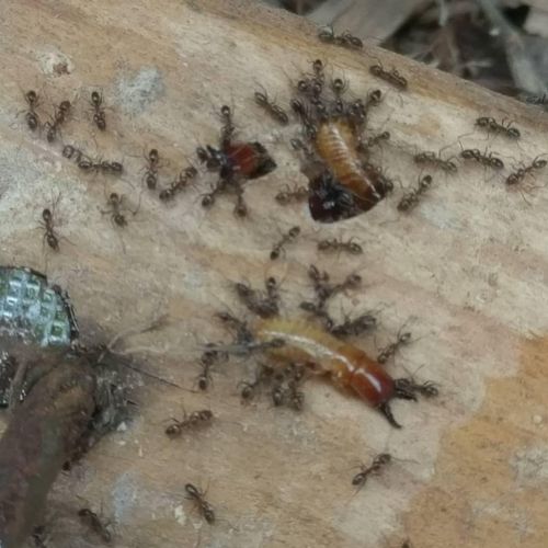 Termite soldiers fighting ants- and losing!