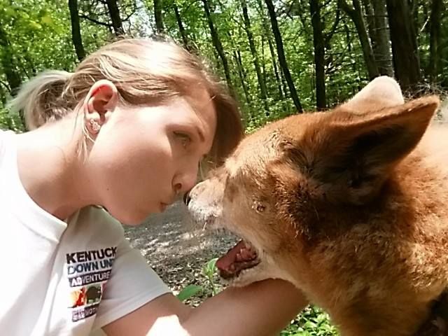 One of the sweetest dingoes I have worked with.