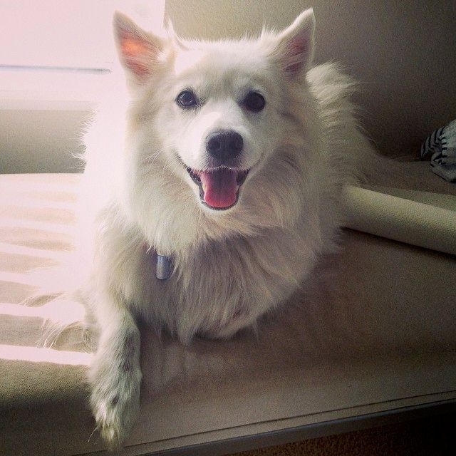 Ms. Kia. Sunbathing after our mid-day walk! She is