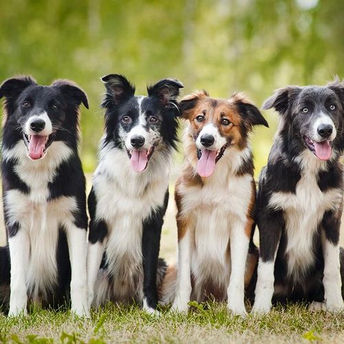 Daily Dog and Puppy Walks, Play Groups, and Social