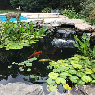 Avatar for Backyard Ponds, LLC