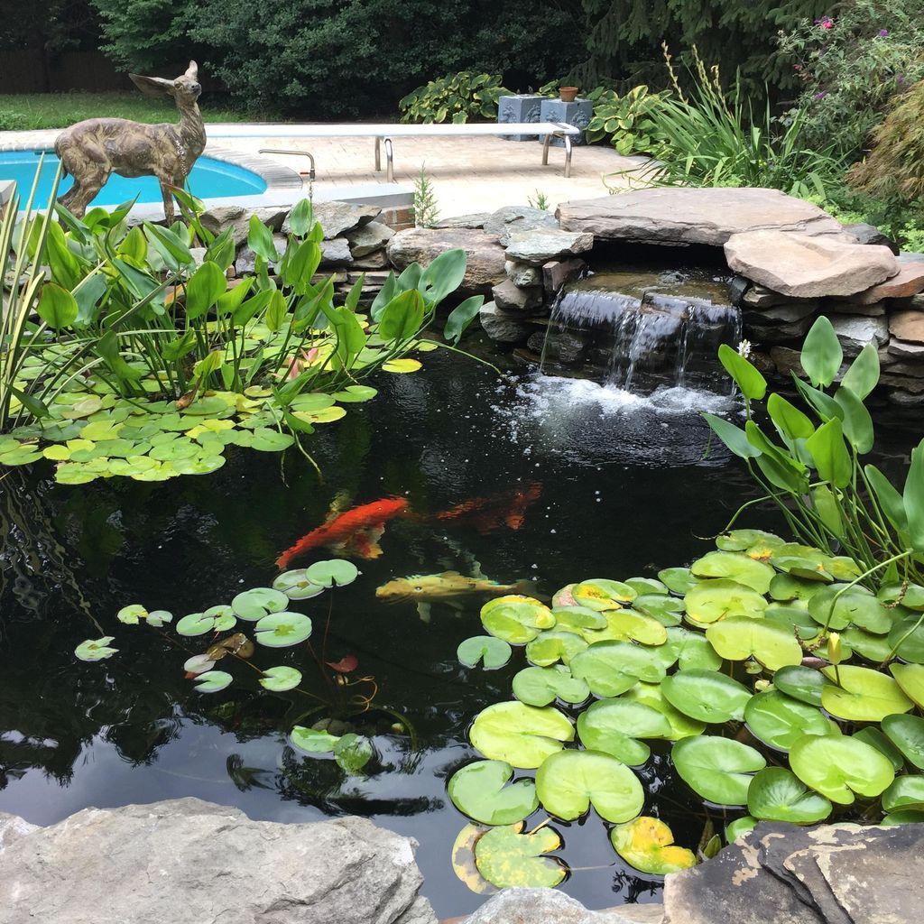 Backyard Ponds, LLC