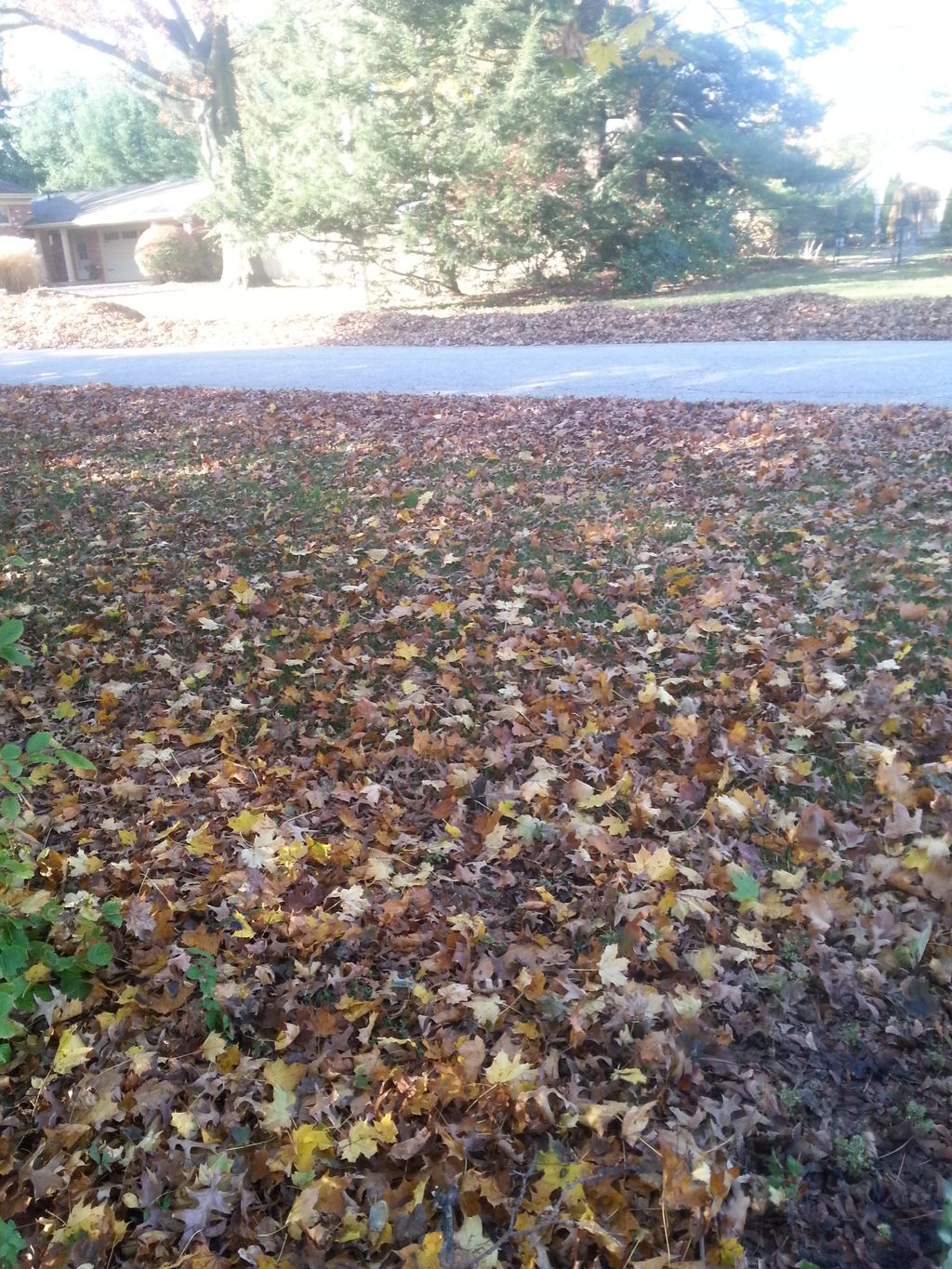 This is a before picture of a leaf clean up. We we
