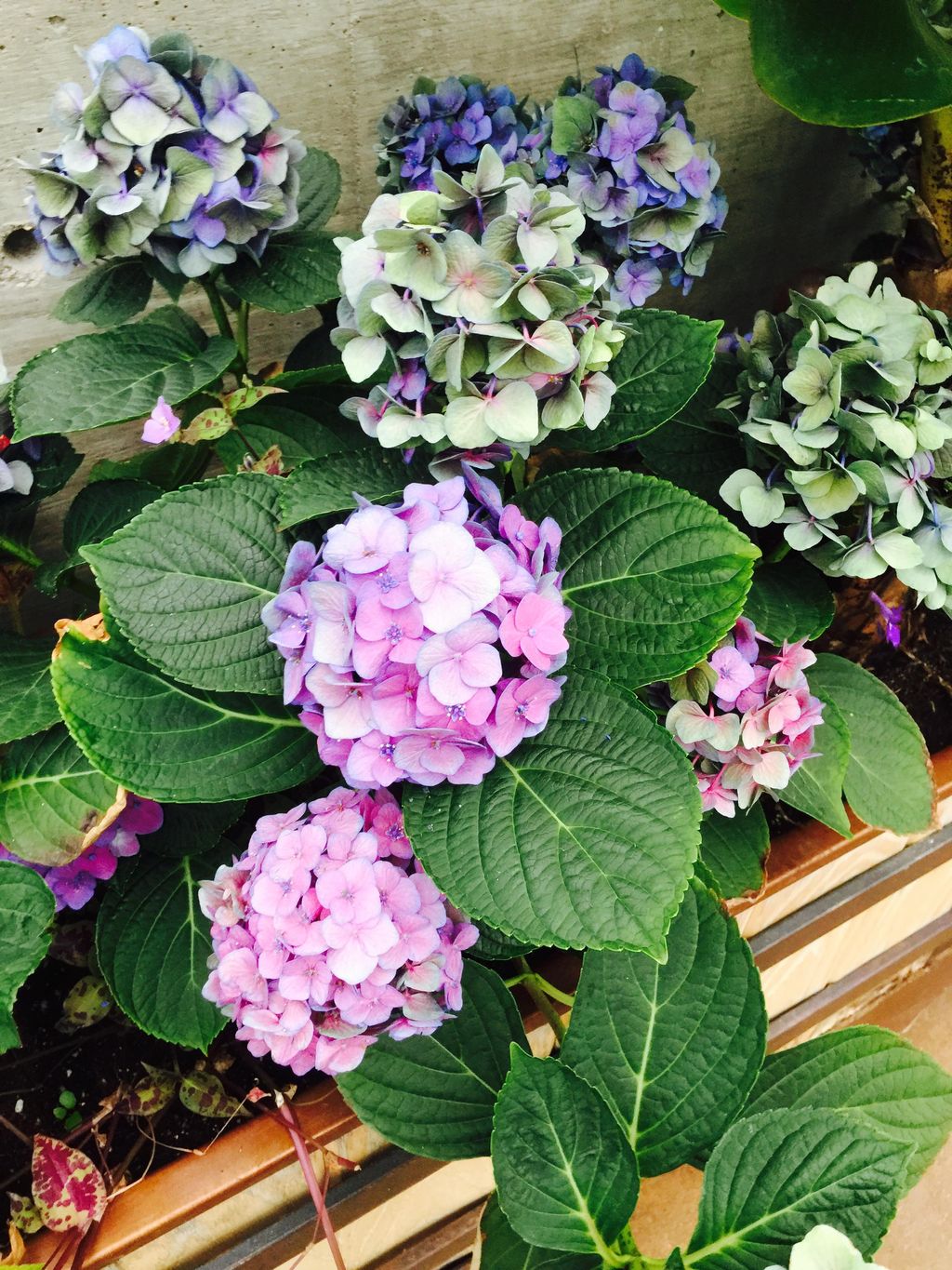 Hydrangeas, one of our favorite shrubs.