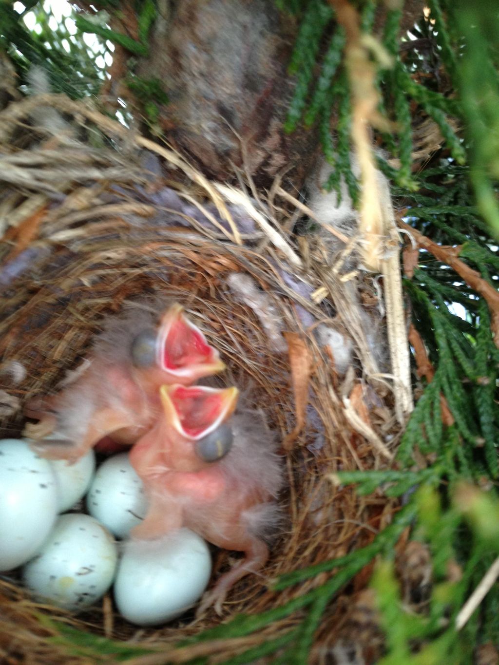 Baby birds rescued