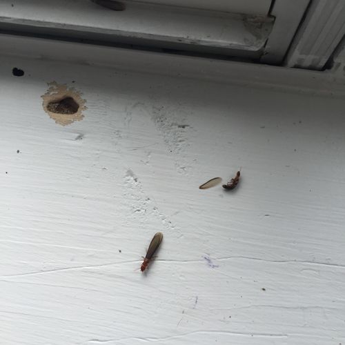 Drywood Termites found swarming on a window sill o