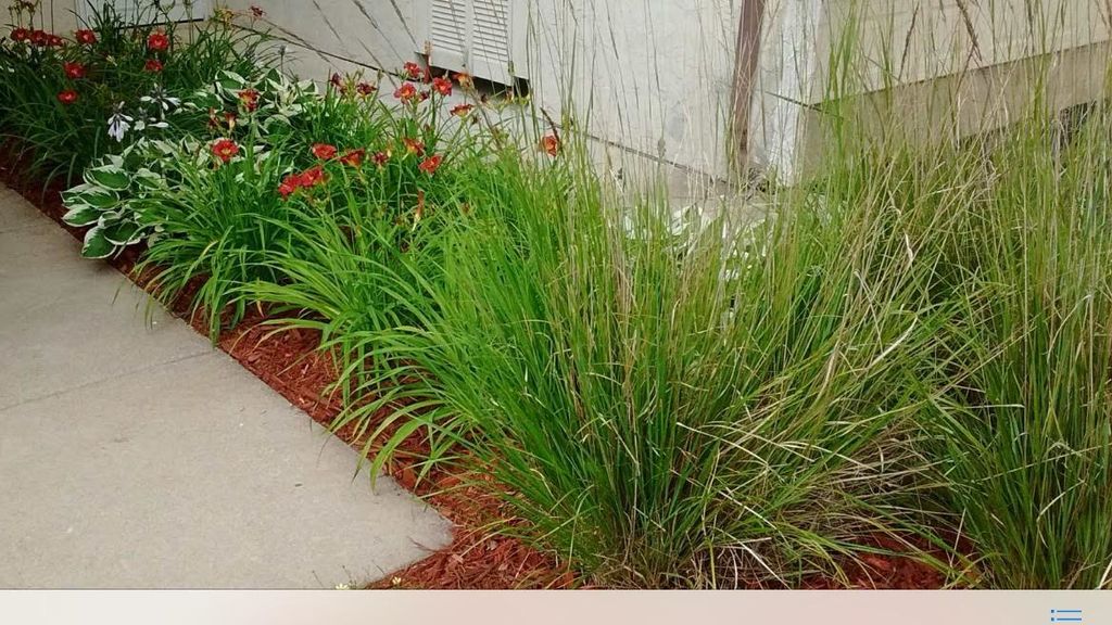 Deadheaded perennials, weeded and added fresh mulc