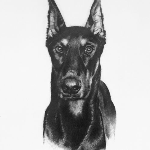 "Deuce" - Pencil portrait of Deuce the Doberman. 
