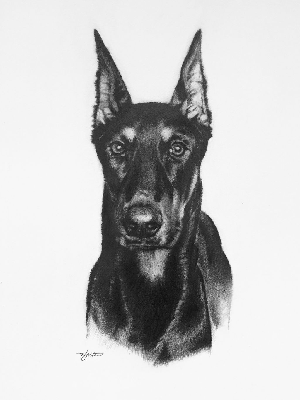 "Deuce" - Pencil portrait of Deuce the Doberman. 
