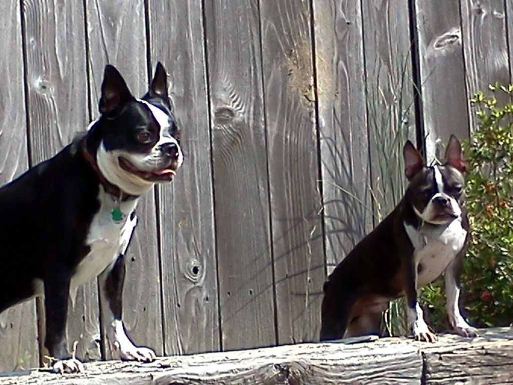 My 2 Rescues. Maximus on the left and Frenchie on 