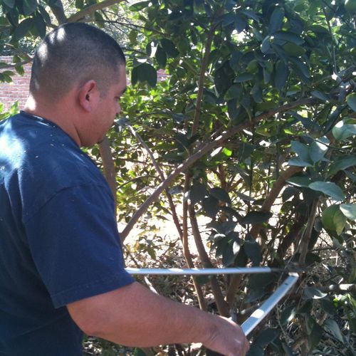 pruning some fruit trees.