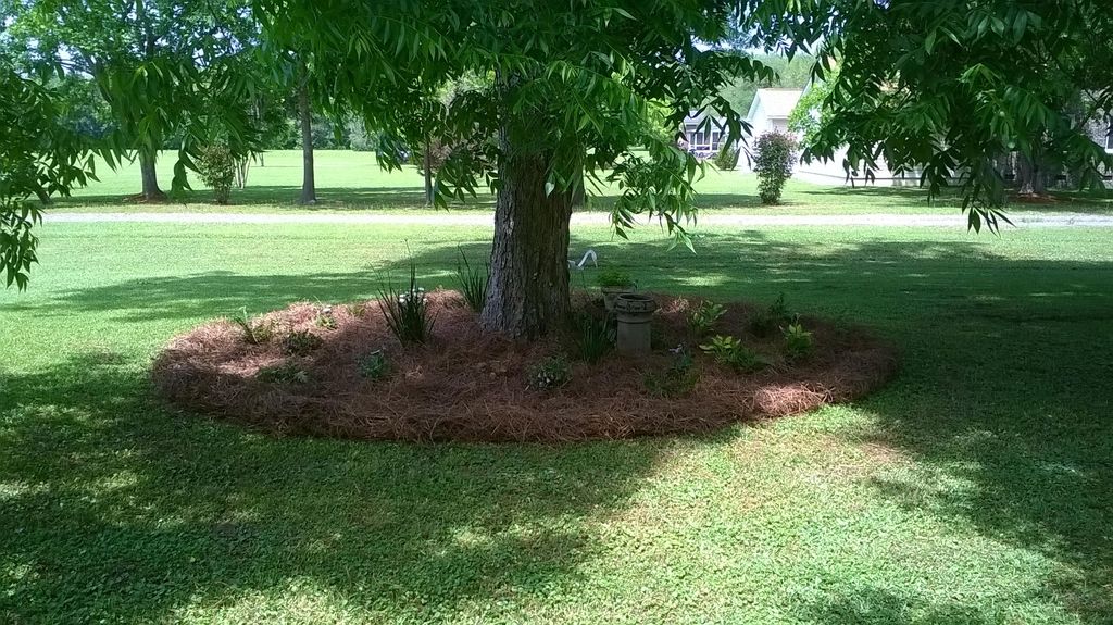 Shade perennial bed