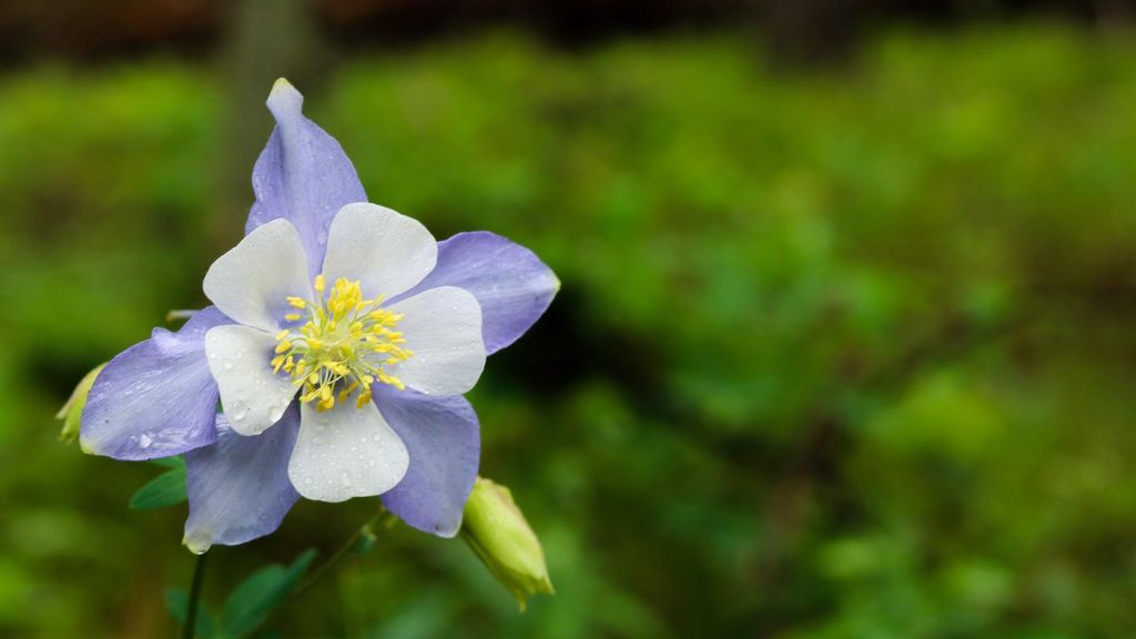 Columbine flower in Colorado