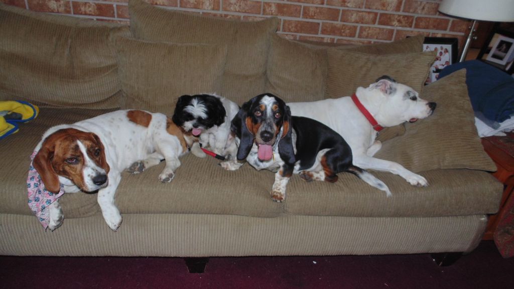 Cooling off on the couch!