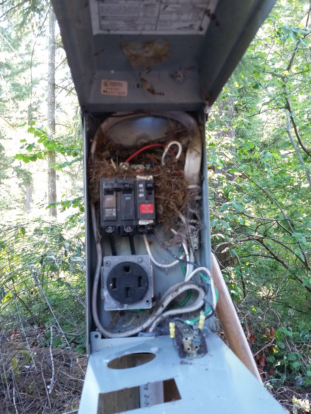 Bird nest in electrical panel is a safety concern.