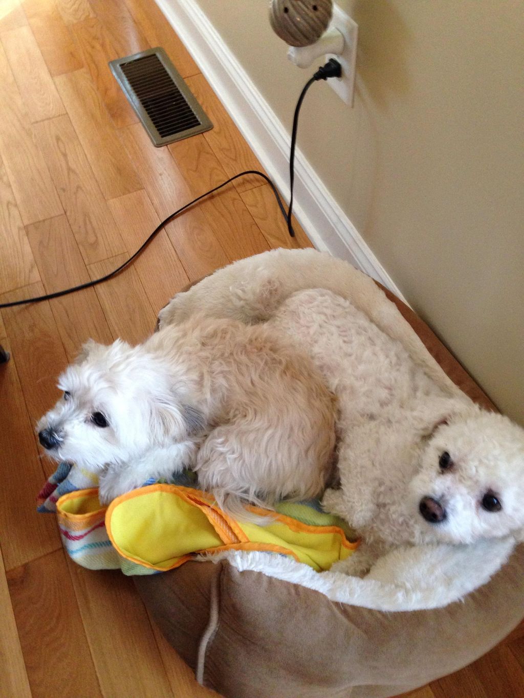 I loved pet sitting these 'cousins' while their pa