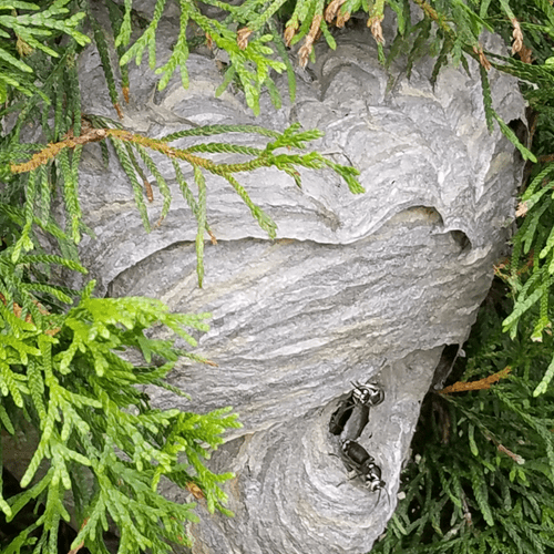 Bald-faced hornets nest 