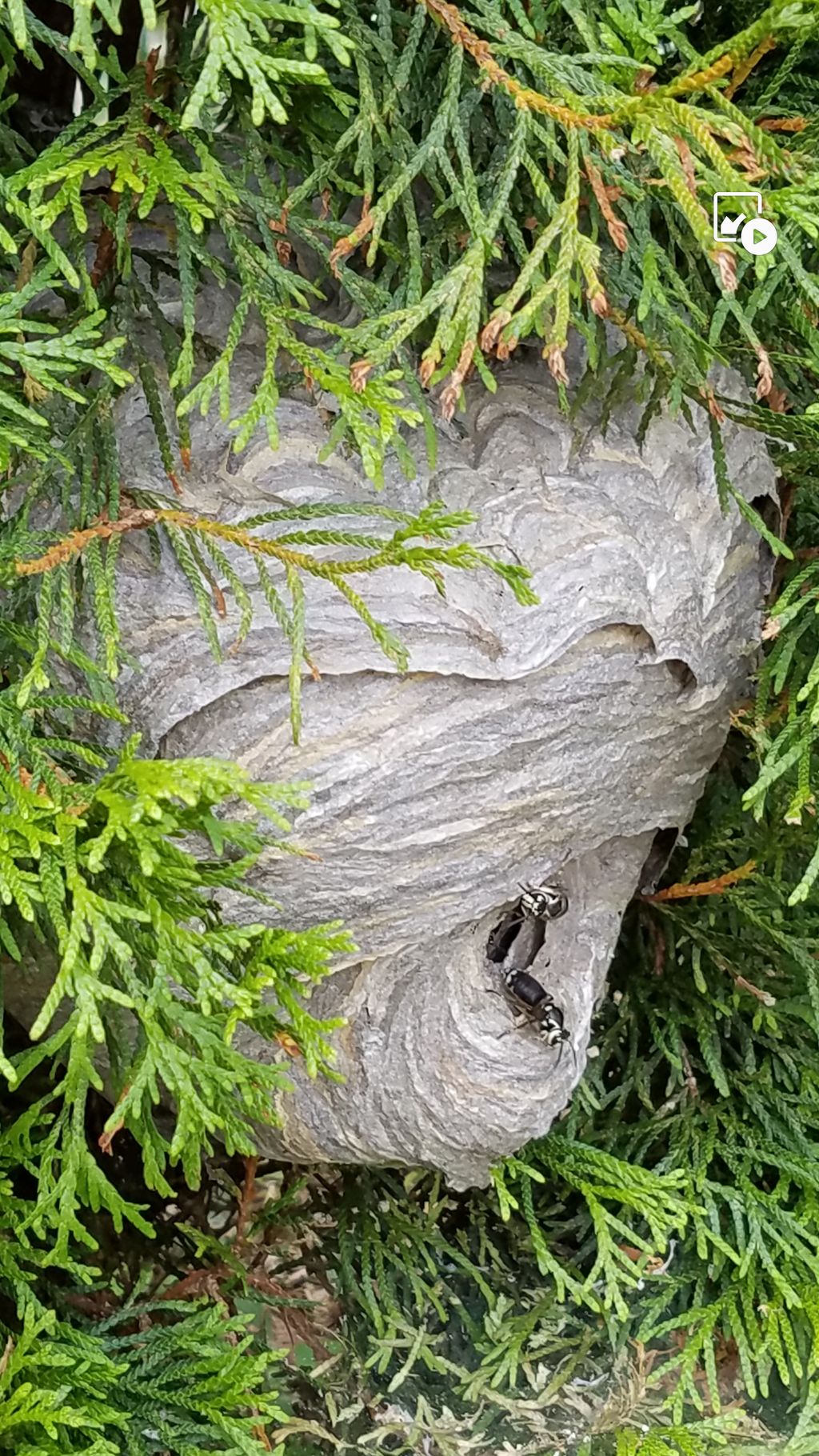 Bald-faced hornets nest 