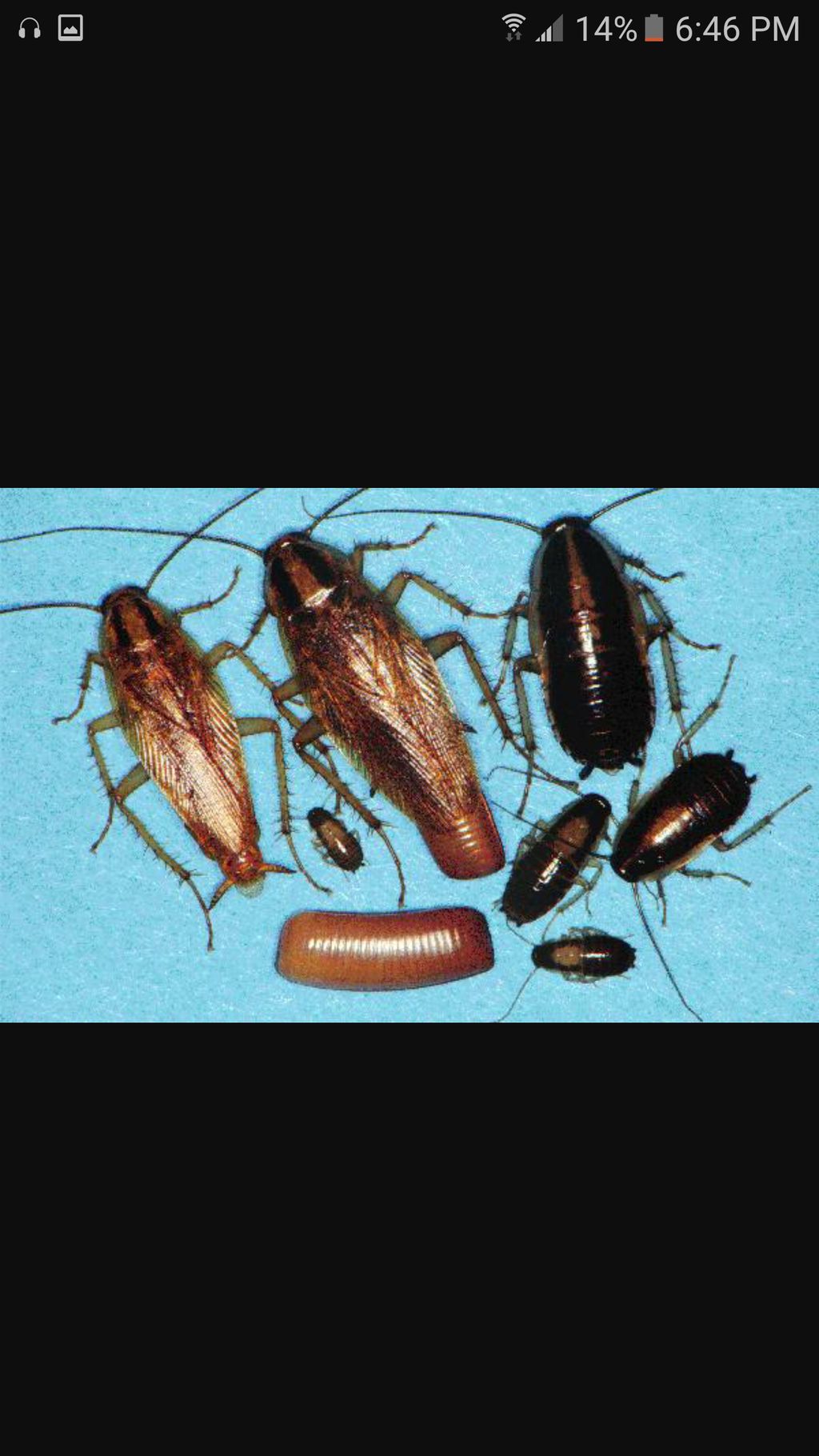 german roaches/adult/nymphs/eggs