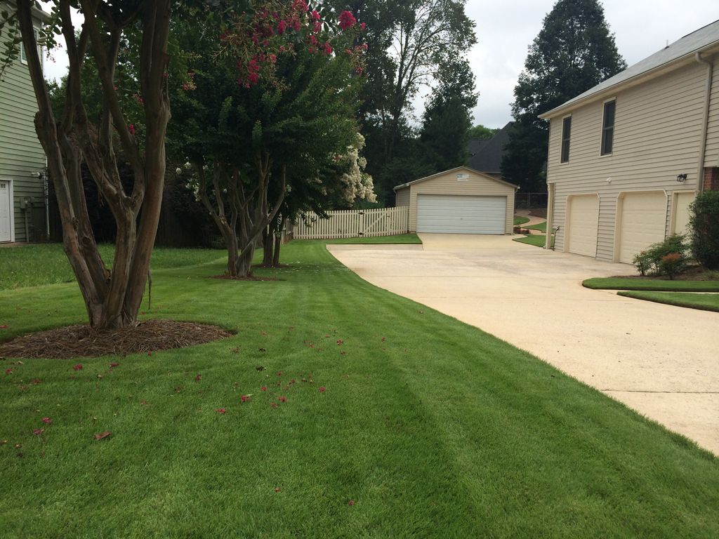 Emerald Zoysia