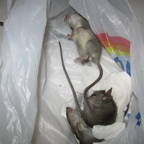 Rat infestation in Condo Apartment