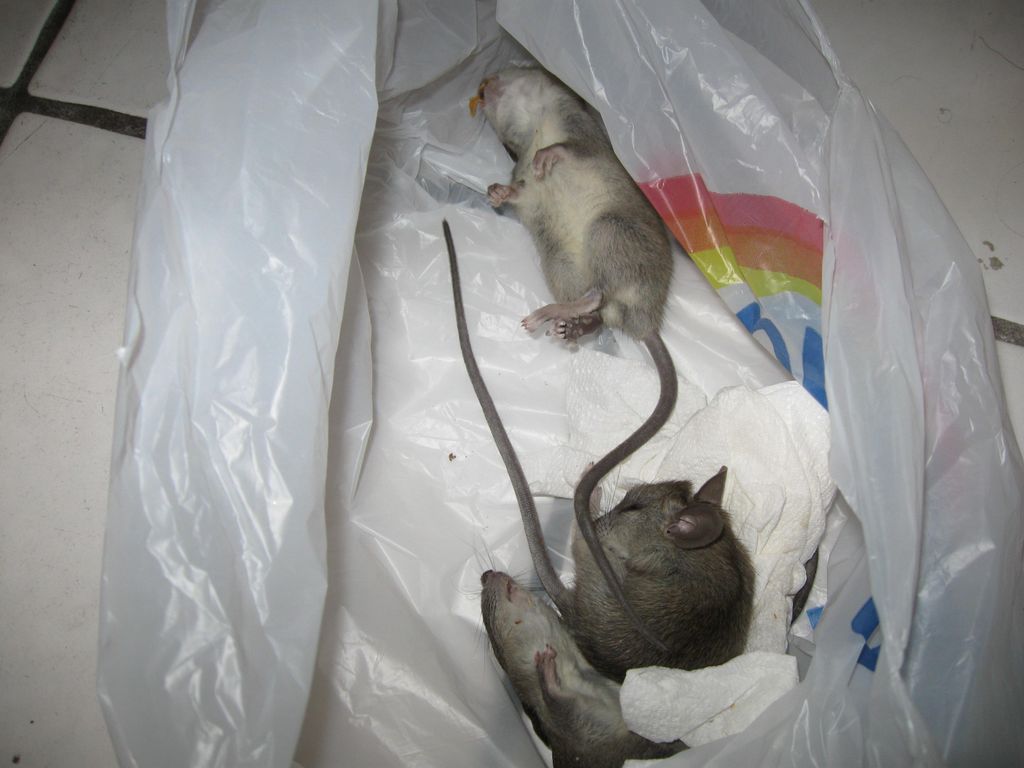 Rat infestation in Condo Apartment