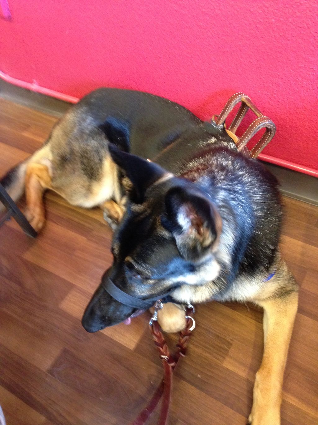 Rex training for Service dog work