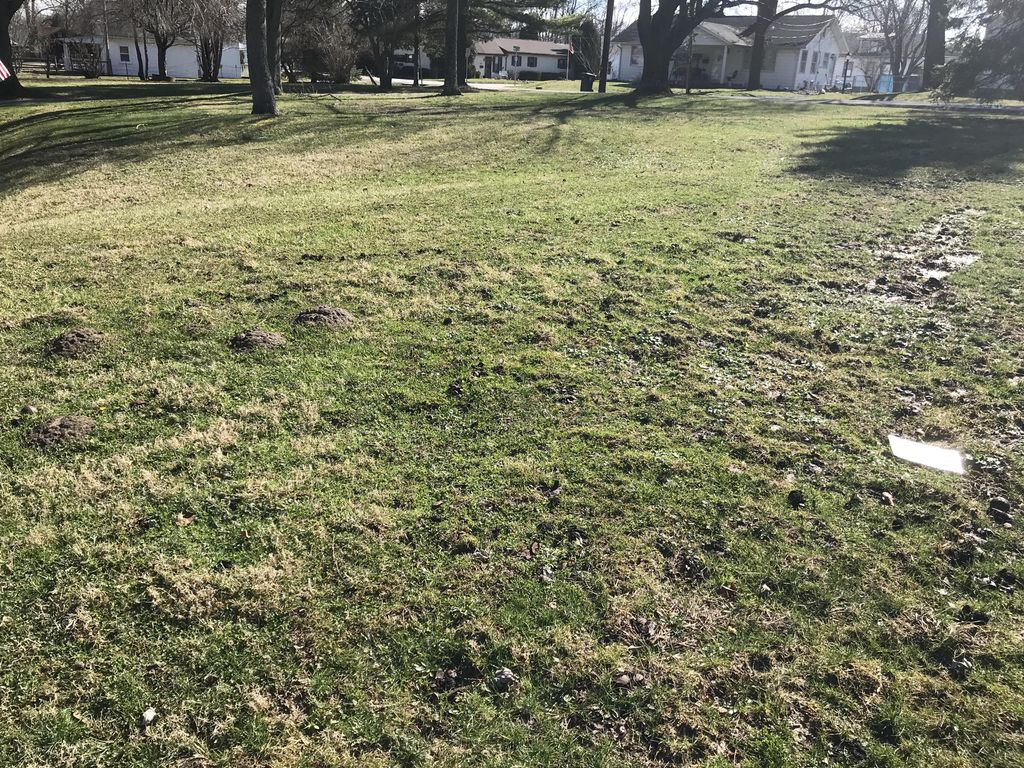 Moles tearing up the yard, we solve it with a mont