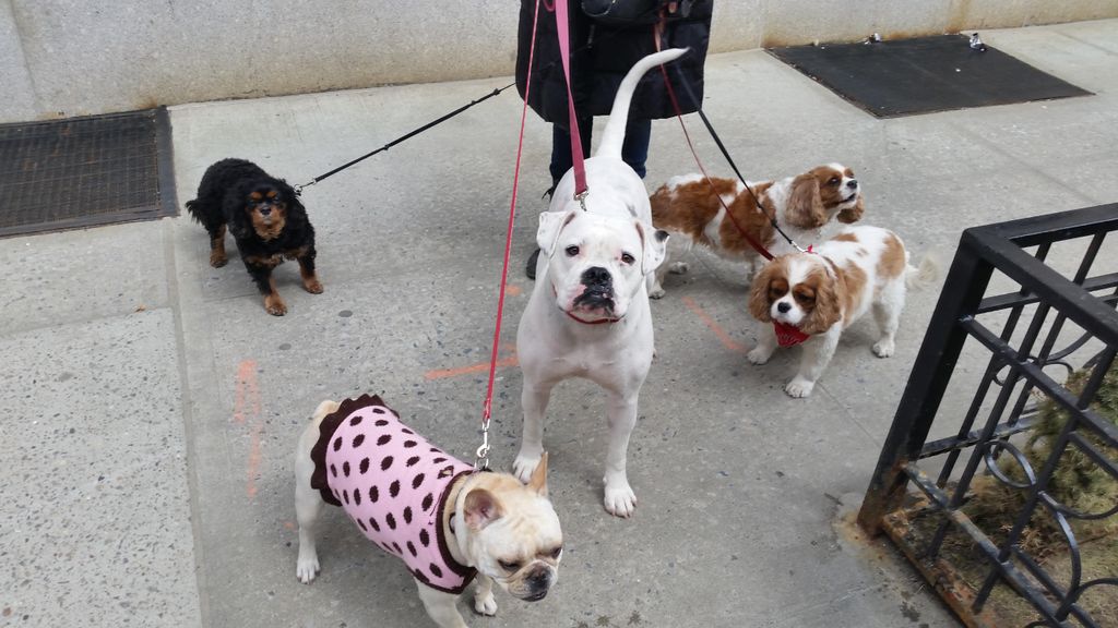 A small 'pack walk' in NYC.