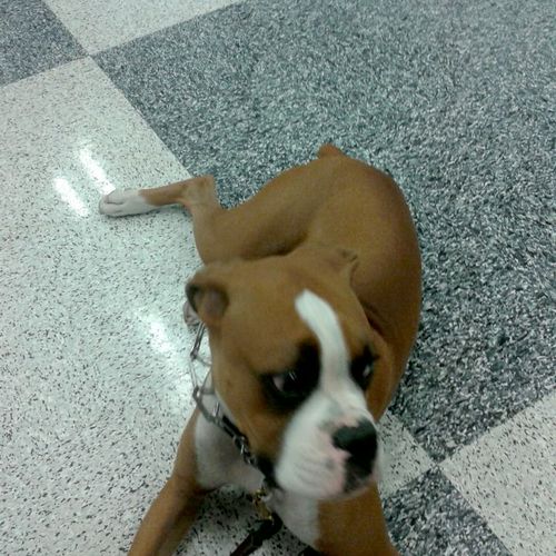 Here is a picture of a boxer puppy that i trained 