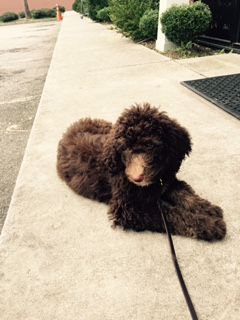 Beautiful 'down stay' by Hazel during our distract