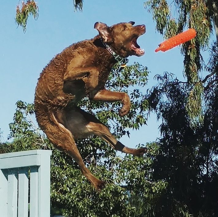 Dock Diving
