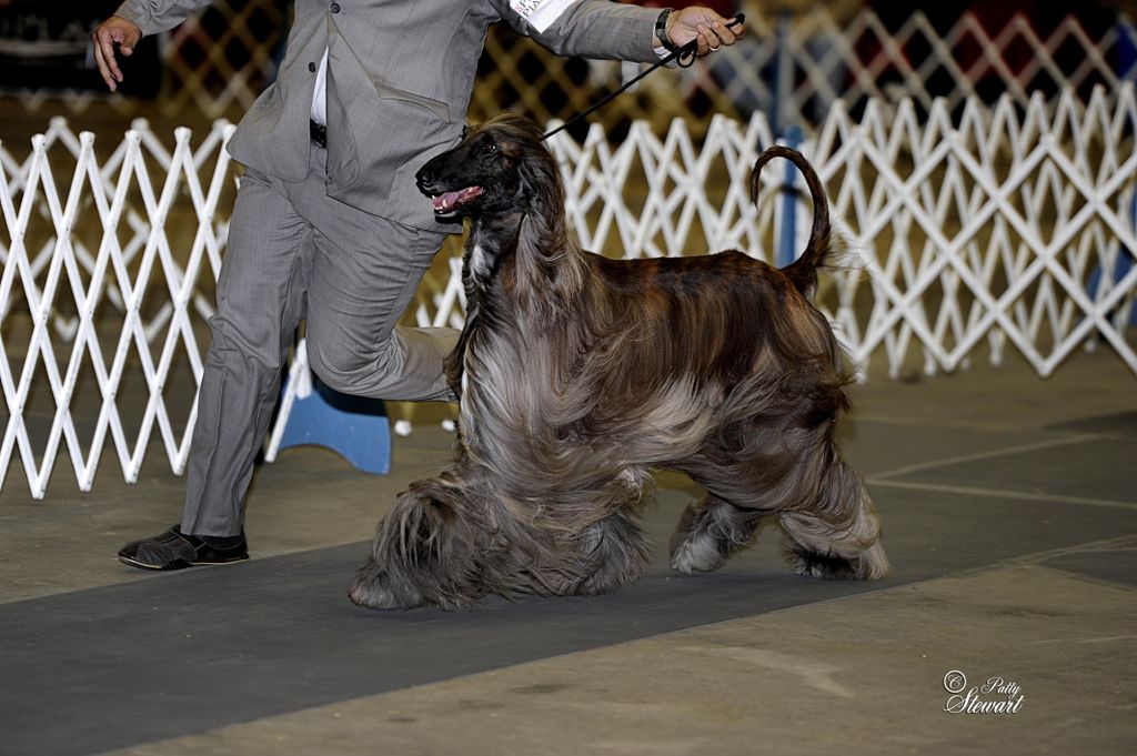 WESTMINSTER DOG SHOW