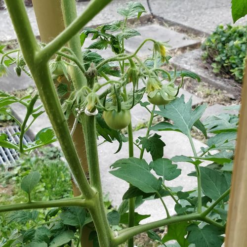 Tomato season is coming!