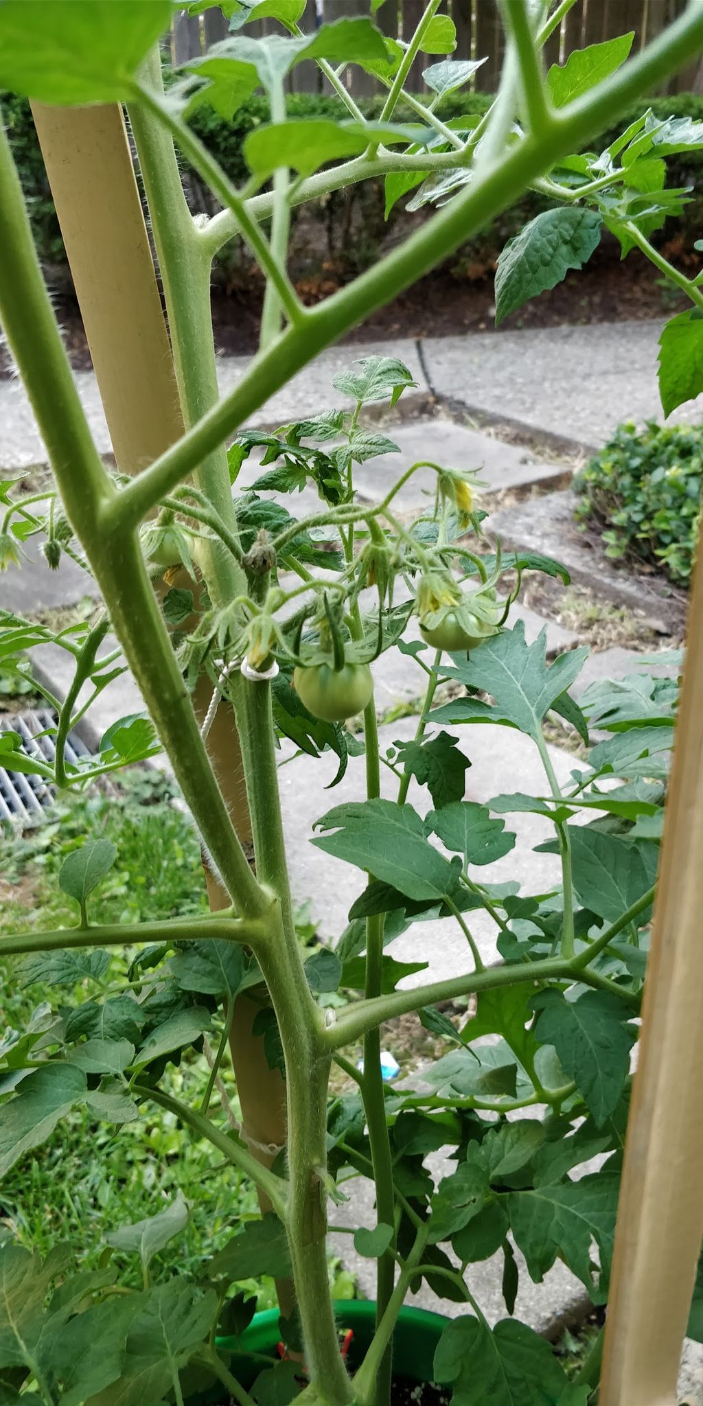 Tomato season is coming!