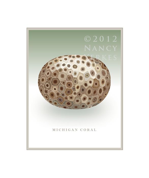 illustration of a petosky stone, one of eight in t