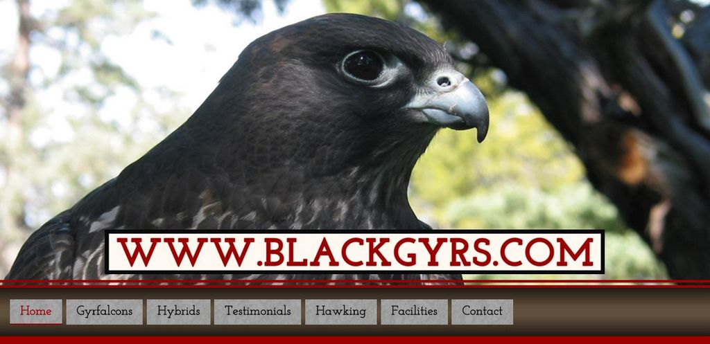 BlackGyrs Web Development