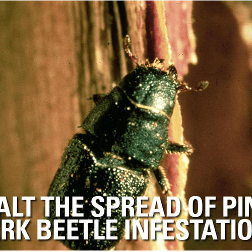 2 Year Pine Beetle Treatment