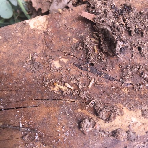 termite activity found