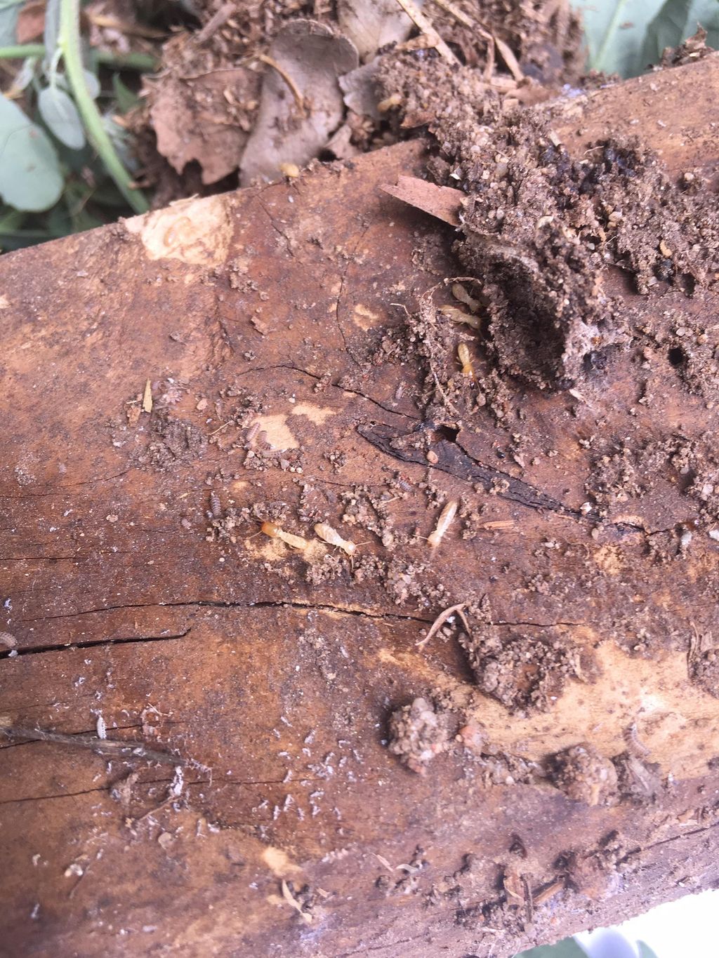 termite activity found