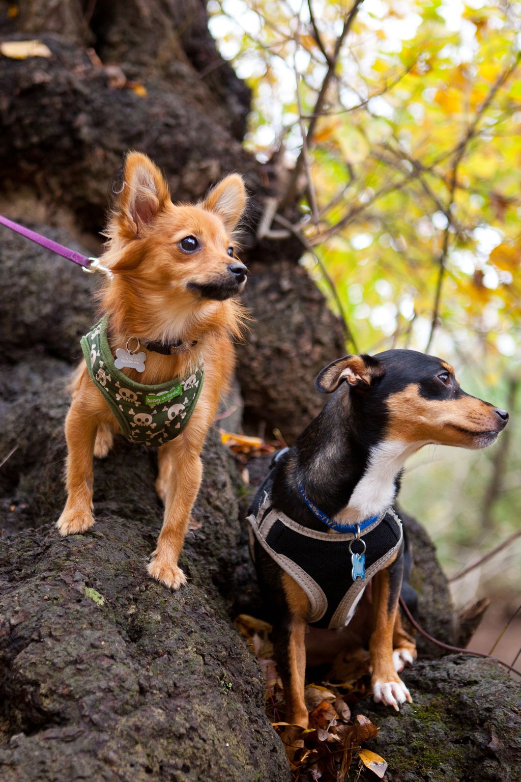 Winner of the Pet Pages of Atlanta most attractive