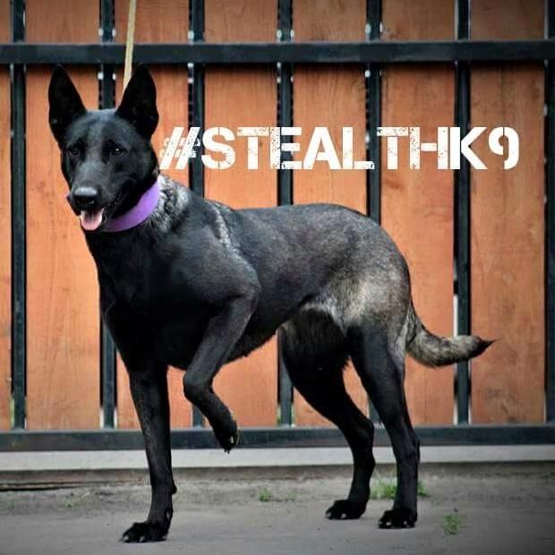 Stealth k9 hot sale